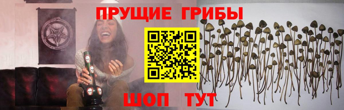 Псилоцибиновые грибы Psilocybine cubensis Кропоткин
